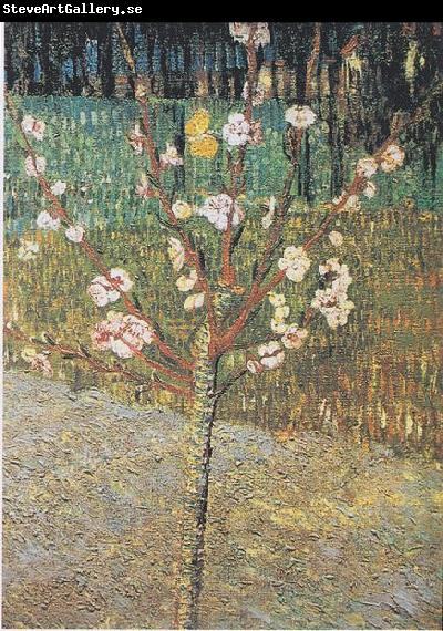 Vincent Van Gogh Flowering almond tree